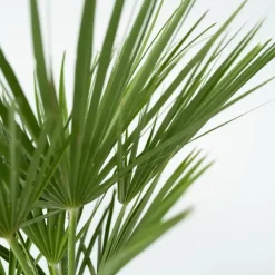 Plant in a Box Dwergpalm - Set van 2 - Chamaerops humilis - Hoogte 50-60cm - ⌀15cm