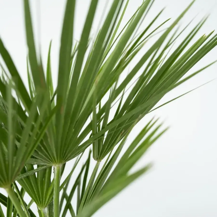 Plant in a Box Dwergpalm - Set van 2 - Chamaerops humilis - Hoogte 50-60cm - ⌀15cm