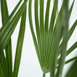Plant in a Box Dwergpalm - Set van 2 - Chamaerops humilis - Hoogte 50-60cm - ⌀15cm
