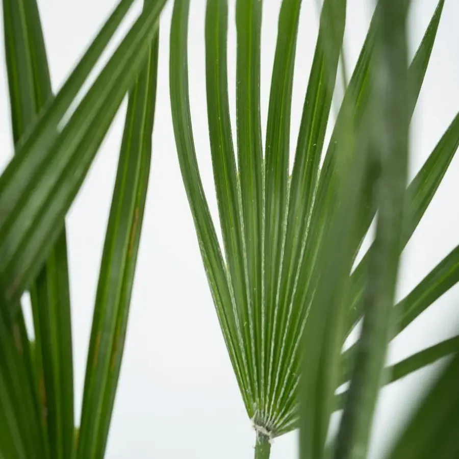 Plant in a Box Dwergpalm - Set van 2 - Chamaerops humilis - Hoogte 50-60cm - ⌀15cm