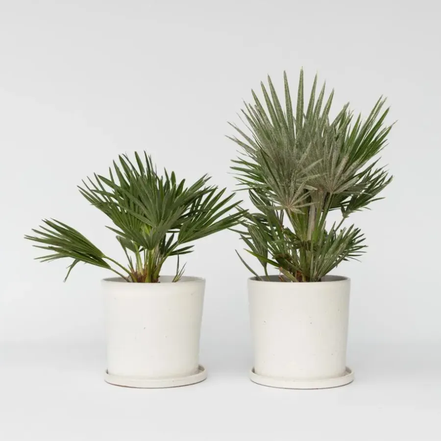 Bomen-Plant in a Box Dwergpalm - Set van 2 - Chamaerops 'Vulcano' - Hoogte 35-45cm - ⌀19cm