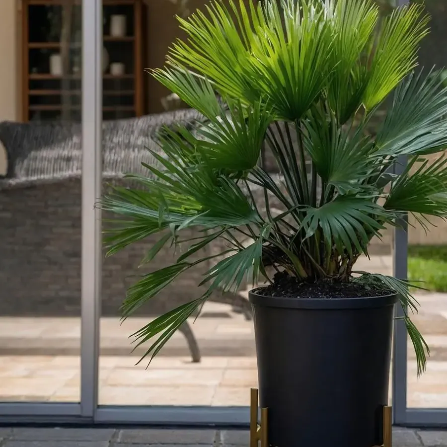 Bomen-Plant in a Box Dwergpalm - Set van 2 - Chamaerops 'Vulcano' - Hoogte 35-45cm - ⌀19cm