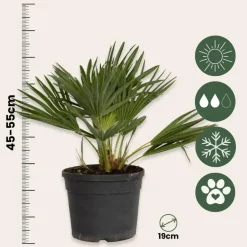 Bomen-Plant in a Box Dwergpalm - Set van 2 - Chamaerops 'Vulcano' - Hoogte 35-45cm - ⌀19cm