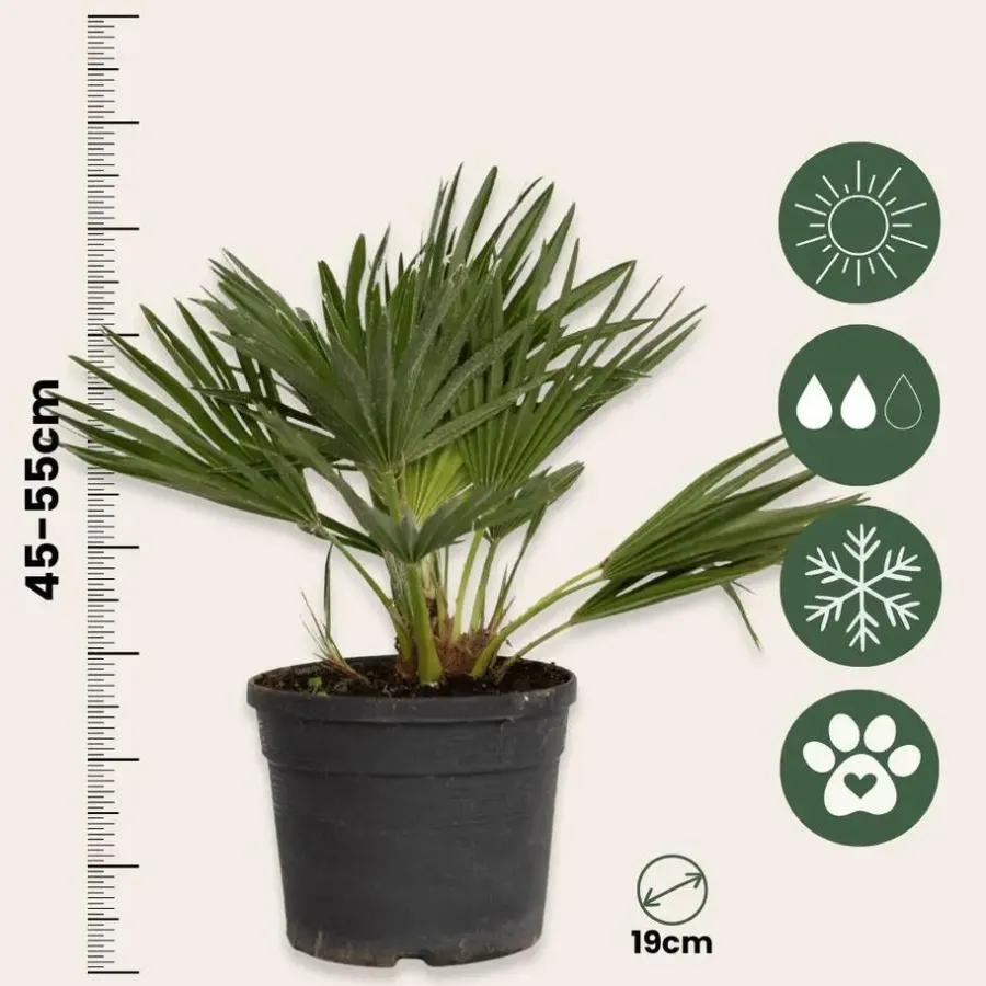 Bomen-Plant in a Box Dwergpalm - Set van 2 - Chamaerops 'Vulcano' - Hoogte 35-45cm - ⌀19cm