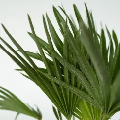 Bomen-Plant in a Box Dwergpalm - Set van 2 - Chamaerops 'Vulcano' - Hoogte 35-45cm - ⌀19cm