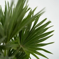Bomen-Plant in a Box Dwergpalm - Set van 2 - Chamaerops 'Vulcano' - Hoogte 35-45cm - ⌀19cm