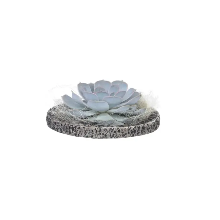 Plant in a Box Echeveria - Echeveria lilacina - Hoogte 8cm