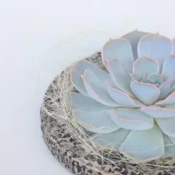 Plant in a Box Echeveria - Echeveria lilacina - Hoogte 8cm