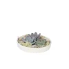 Kamerplanten-Plant in a Box Echeveria - Echeveria lilacina - Hoogte 8cm