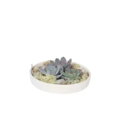 Kamerplanten-Plant in a Box Echeveria - Echeveria lilacina - Hoogte 8cm