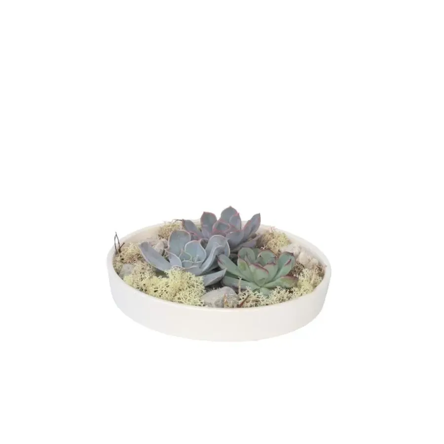 Kamerplanten-Plant in a Box Echeveria - Echeveria lilacina - Hoogte 8cm