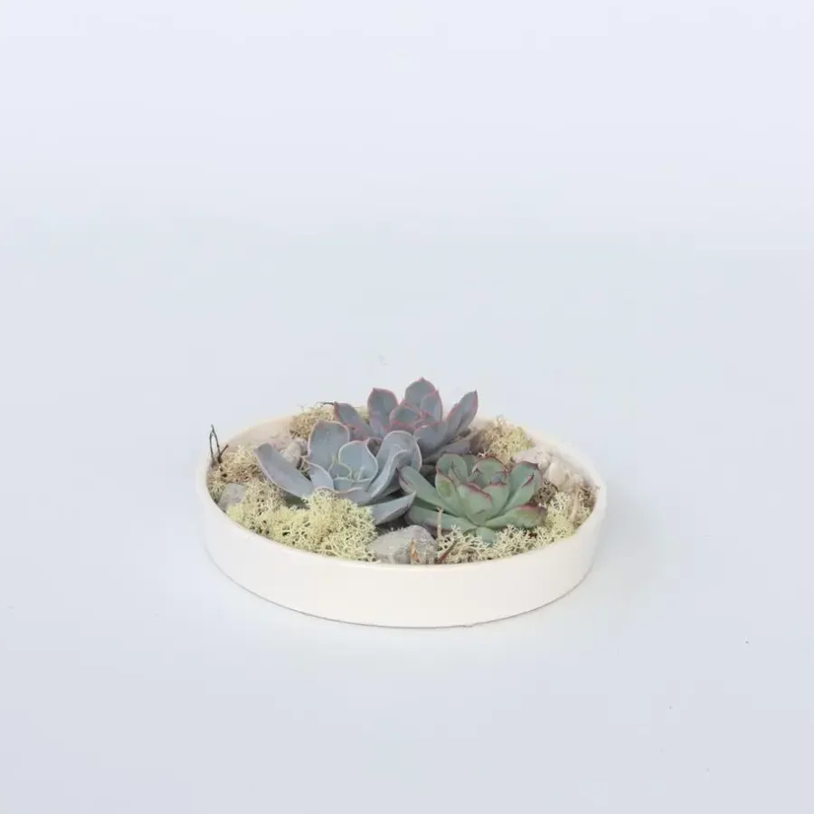 Kamerplanten-Plant in a Box Echeveria - Echeveria lilacina - Hoogte 8cm