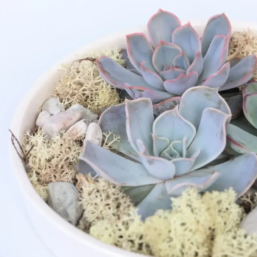 Kamerplanten-Plant in a Box Echeveria - Echeveria lilacina - Hoogte 8cm