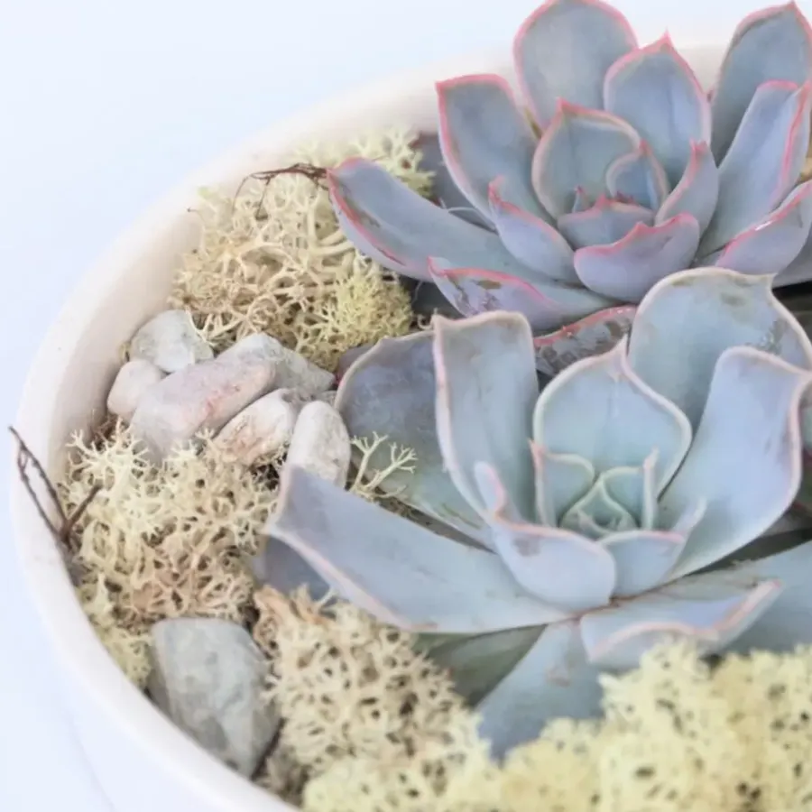 Kamerplanten-Plant in a Box Echeveria - Echeveria lilacina - Hoogte 8cm