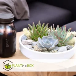 Kamerplanten-Plant in a Box Echeveria - Echeveria lilacina - Hoogte 8cm