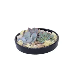 Kamerplanten-Plant in a Box Echeveria - Echeveria lilacina - Hoogte 8cm