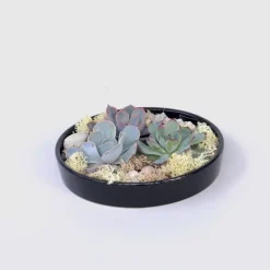Kamerplanten-Plant in a Box Echeveria - Echeveria lilacina - Hoogte 8cm