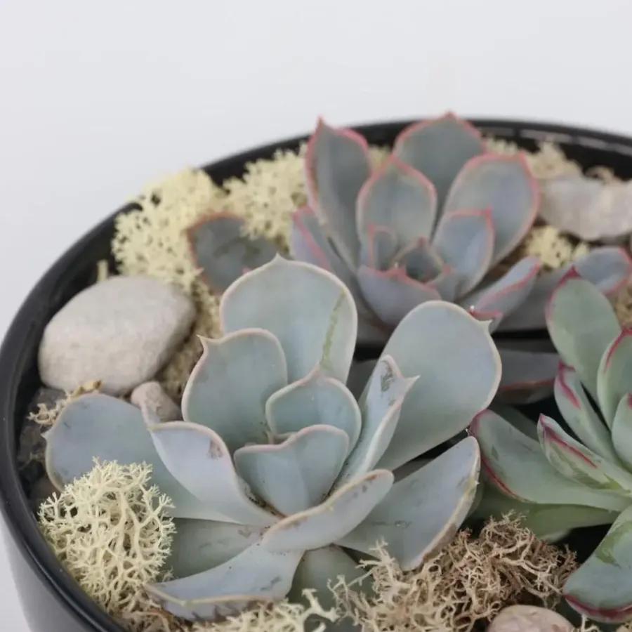 Kamerplanten-Plant in a Box Echeveria - Echeveria lilacina - Hoogte 8cm