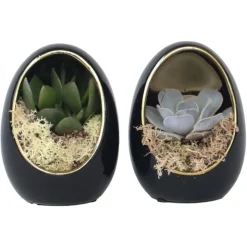 Plant in a Box Echeveria - Set van 2 - Echeveria lilacina - Hoogte 12cm