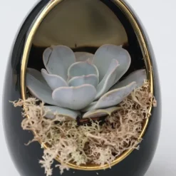 Plant in a Box Echeveria - Set van 2 - Echeveria lilacina - Hoogte 12cm