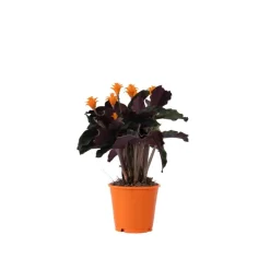 Kamerplanten-Plant in a Box Eeuwige vlam - Calathea crocata 'Tassmania' - Hoogte 40-50cm - ⌀14cm