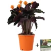 Plant in a Box Eeuwige vlam - Calathea crocata 'Tassmania' - Hoogte 40-50cm - ⌀14cm