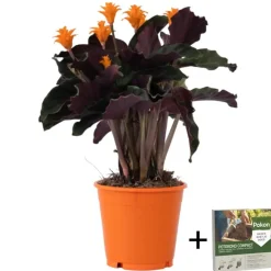 Plant in a Box Eeuwige vlam - Calathea crocata 'Tassmania' - Hoogte 40-50cm - ⌀14cm