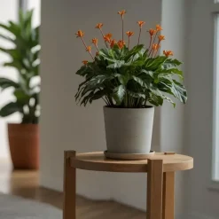 Plant in a Box Eeuwige vlam - Calathea crocata 'Tassmania' - Hoogte 40-50cm - ⌀14cm