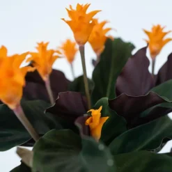 Plant in a Box Eeuwige vlam - Calathea crocata 'Tassmania' - Hoogte 40-50cm - ⌀14cm