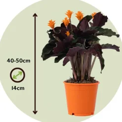 Plant in a Box Eeuwige vlam - Calathea crocata 'Tassmania' - Hoogte 40-50cm - ⌀14cm