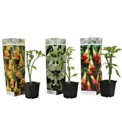 Tuinplanten-Plant in a Box Engelentrompet - Set van 3 - Brugmansia - Hoogte 25-40cm - ⌀9cm
