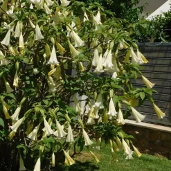 Tuinplanten-Plant in a Box Engelentrompet - Set van 3 - Brugmansia - Hoogte 25-40cm - ⌀9cm