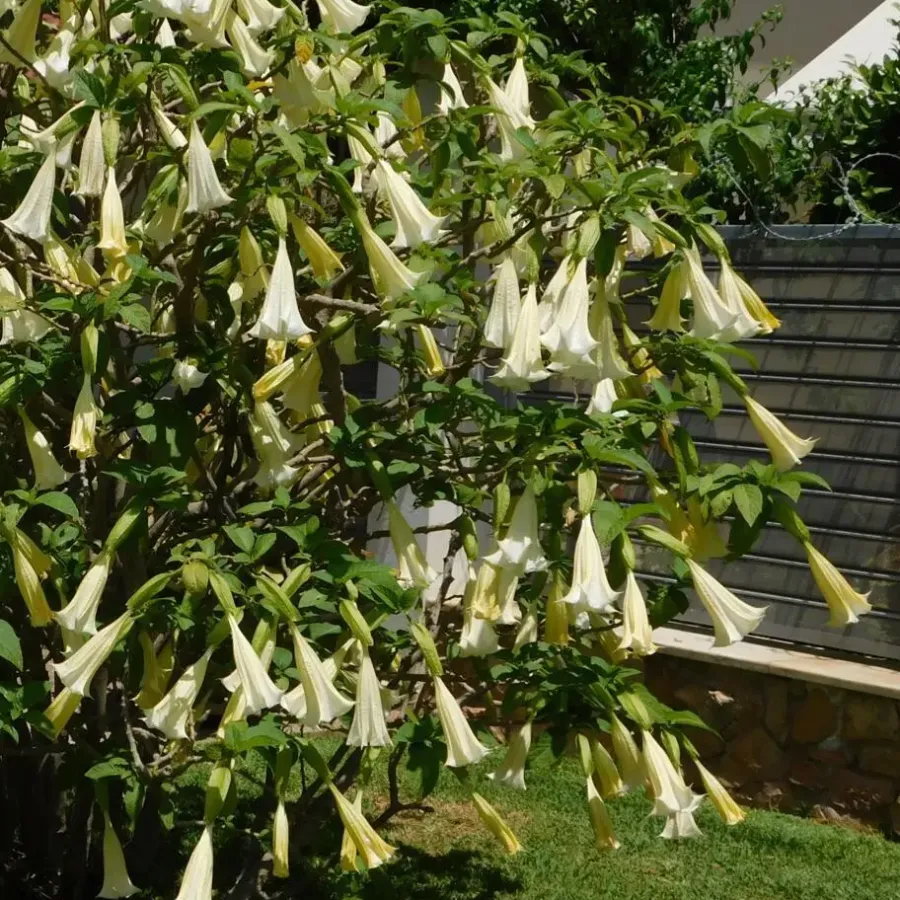 Tuinplanten-Plant in a Box Engelentrompet - Set van 3 - Brugmansia - Hoogte 25-40cm - ⌀9cm