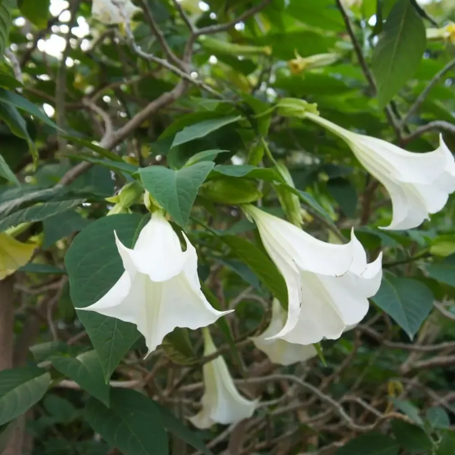 Tuinplanten-Plant in a Box Engelentrompet - Set van 3 - Brugmansia - Hoogte 25-40cm - ⌀9cm