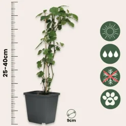 Tuinplanten-Plant in a Box Engelentrompet - Set van 3 - Brugmansia - Hoogte 25-40cm - ⌀9cm