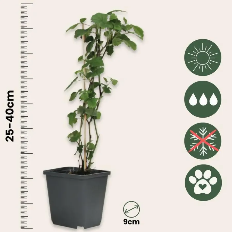 Tuinplanten-Plant in a Box Engelentrompet - Set van 3 - Brugmansia - Hoogte 25-40cm - ⌀9cm