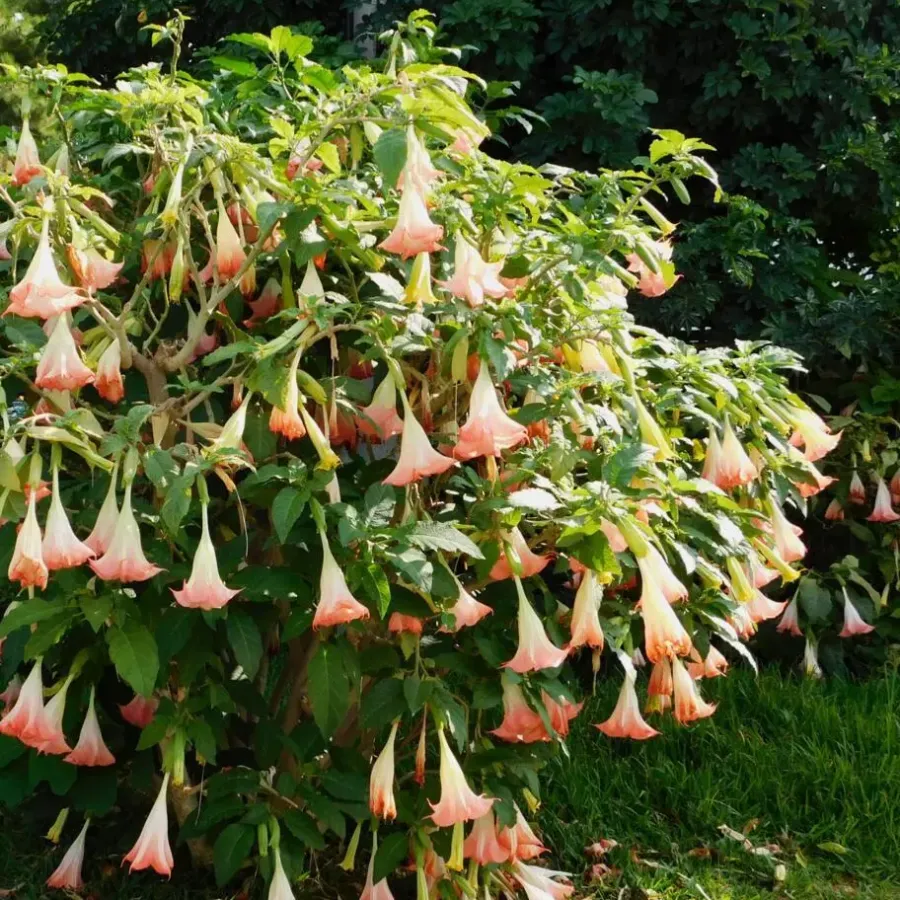 Tuinplanten-Plant in a Box Engelentrompet - Set van 3 - Brugmansia - Hoogte 25-40cm - ⌀9cm