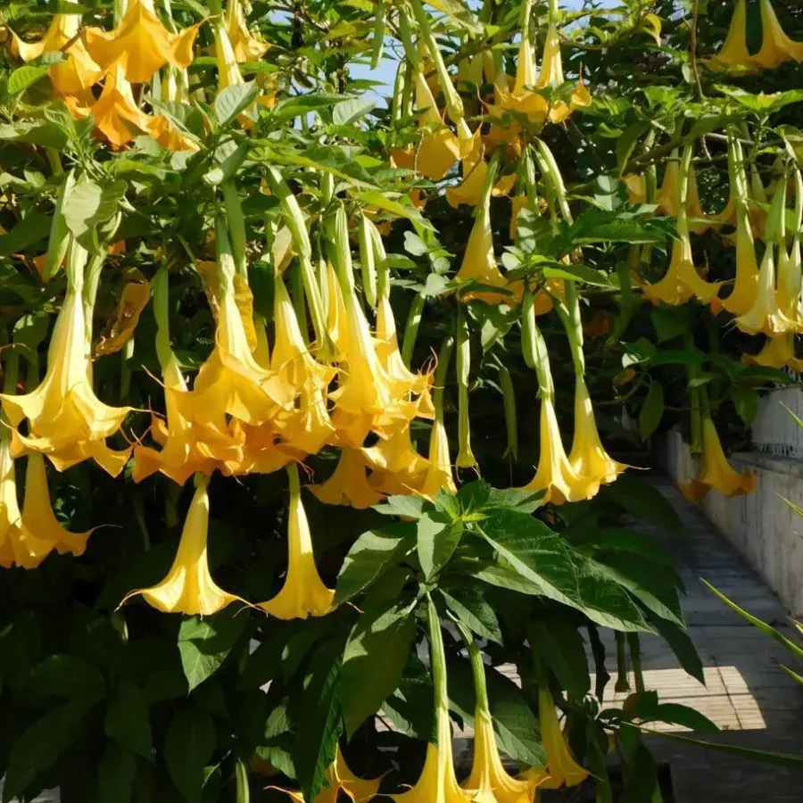 Tuinplanten-Plant in a Box Engelentrompet - Set van 3 - Brugmansia - Hoogte 25-40cm - ⌀9cm