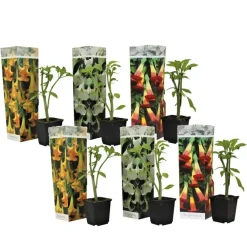 Planten|Tuinplanten-Plant in a Box Engelentrompet - Set van 6 - Brugmansia - Hoogte 25-40cm - ⌀9cm