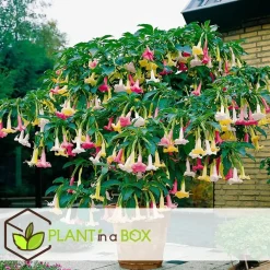 Planten|Tuinplanten-Plant in a Box Engelentrompet - Set van 6 - Brugmansia - Hoogte 25-40cm - ⌀9cm