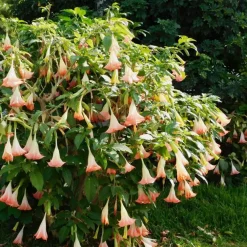 Planten|Tuinplanten-Plant in a Box Engelentrompet - Set van 6 - Brugmansia - Hoogte 25-40cm - ⌀9cm
