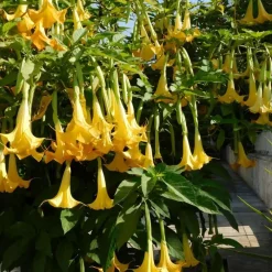 Planten|Tuinplanten-Plant in a Box Engelentrompet - Set van 6 - Brugmansia - Hoogte 25-40cm - ⌀9cm