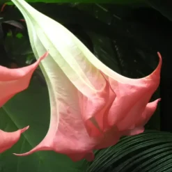 Planten|Tuinplanten-Plant in a Box Engelentrompet - Set van 6 - Brugmansia - Hoogte 25-40cm - ⌀9cm