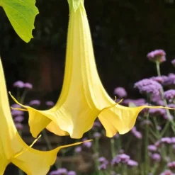 Planten|Tuinplanten-Plant in a Box Engelentrompet - Set van 6 - Brugmansia - Hoogte 25-40cm - ⌀9cm