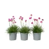 Plant in a Box Engels gras - Set van 3 - Armeria maritima 'Deep Rose' - Hoogte 20-30cm - ⌀12cm
