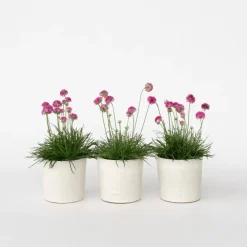 Plant in a Box Engels gras - Set van 3 - Armeria maritima 'Deep Rose' - Hoogte 20-30cm - ⌀12cm