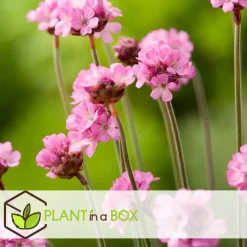 Plant in a Box Engels gras - Set van 3 - Armeria maritima 'Deep Rose' - Hoogte 20-30cm - ⌀12cm