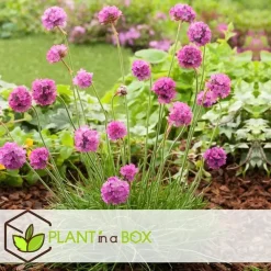 Plant in a Box Engels gras - Set van 3 - Armeria maritima 'Deep Rose' - Hoogte 20-30cm - ⌀12cm