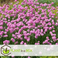 Plant in a Box Engels gras - Set van 3 - Armeria maritima 'Deep Rose' - Hoogte 20-30cm - ⌀12cm