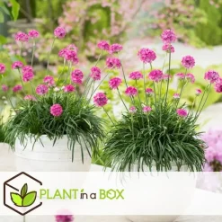 Plant in a Box Engels gras - Set van 3 - Armeria maritima 'Deep Rose' - Hoogte 20-30cm - ⌀12cm